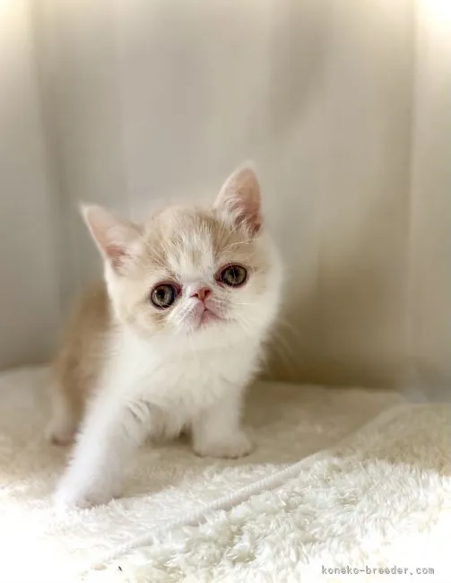 ID：2107-00960の子猫