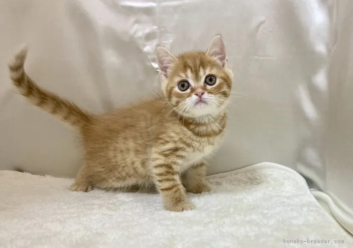 ID：2104-00188の子猫