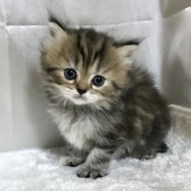 Y.S 様のお迎えした子猫