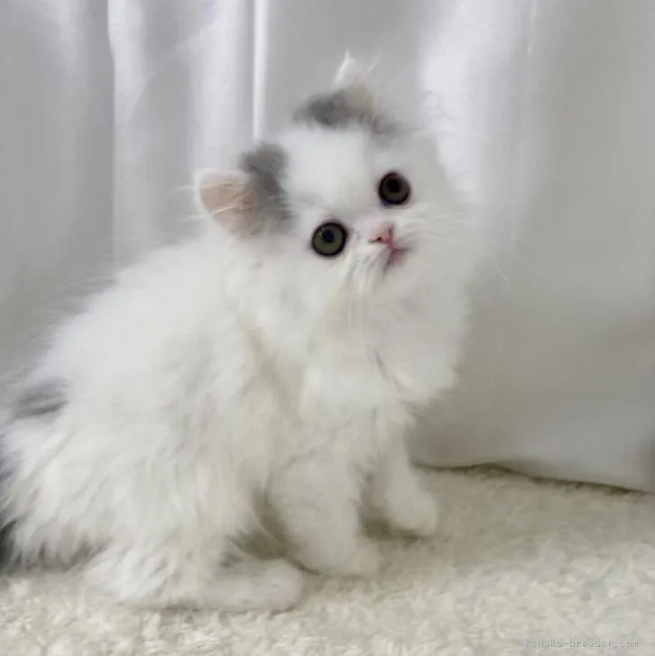 ID：2208-00609の子猫