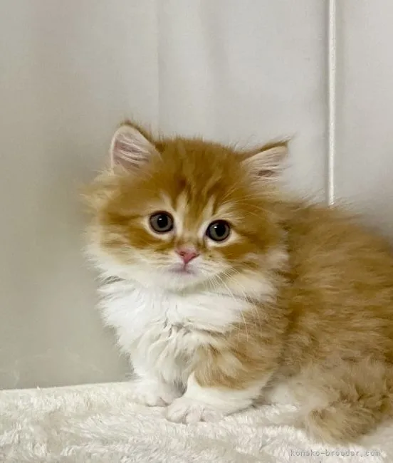 ID：2201-00394の子猫