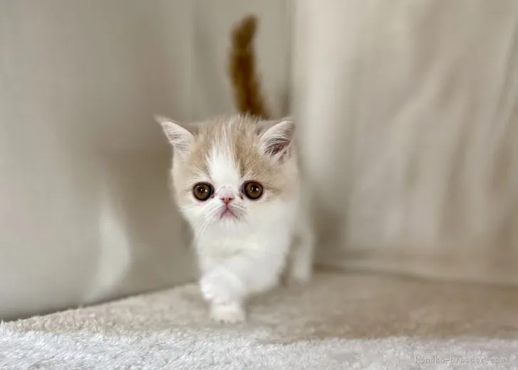 N.S 様のお迎えした子猫