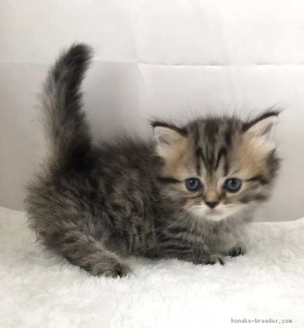 H.S 様のお迎えした子猫