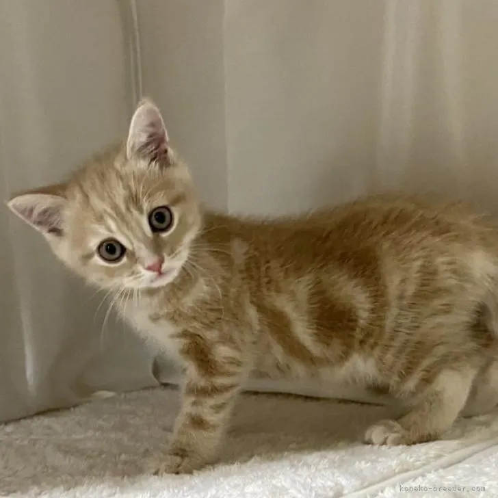 ID:2206-03186の子猫