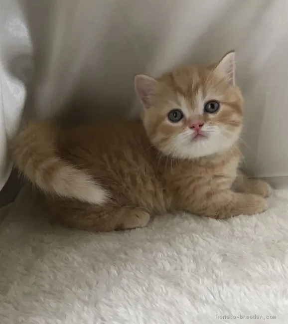 M.H 様のお迎えした子猫