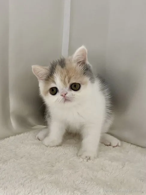 ID:2208-00562の子猫