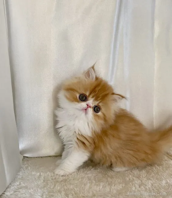 ID:2112-01953の子猫