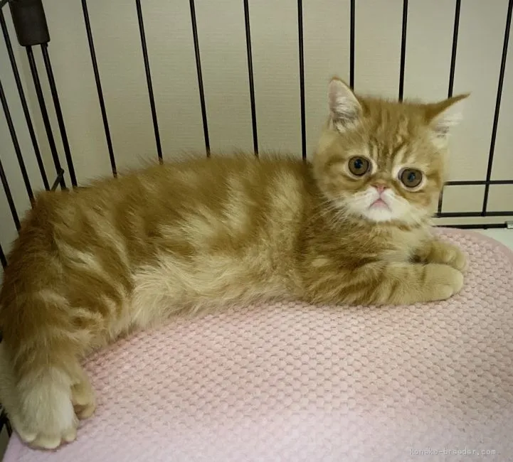 ID:2009-01473の子猫