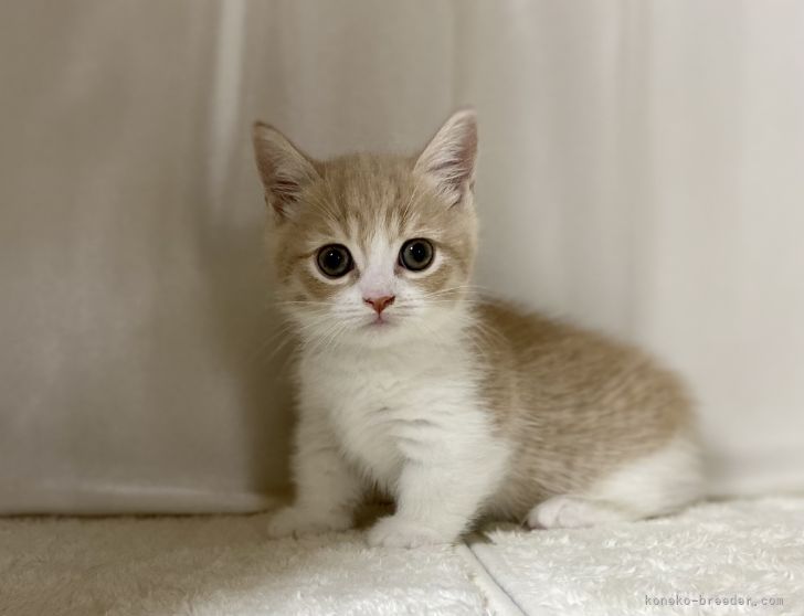 ふくろく 様のお迎えした子猫