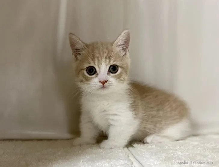 ID:2206-03185の子猫