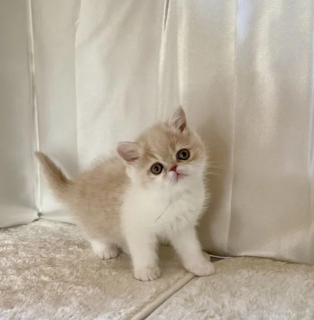 Y.A 様のお迎えした子猫