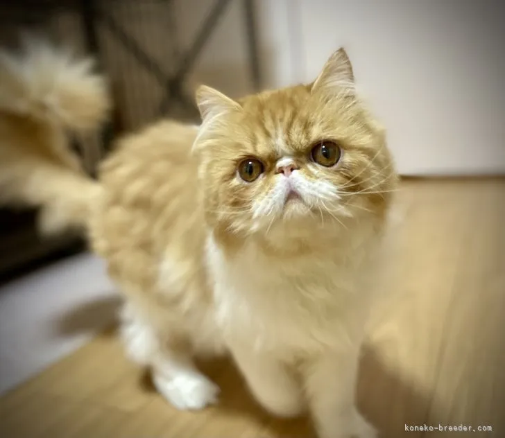 ID：2106-00614の子猫