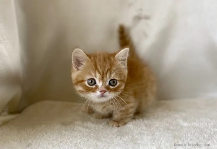 ID：2102-00577の子猫