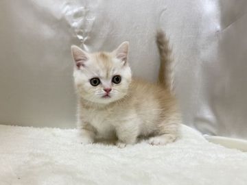 ミヌエット【大阪府・女の子・2021年2月10日・クリームカメオタビー】の写真「大きなクリクリお目目の短足ちゃん💖」