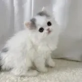 エキゾチックショートヘア【大阪府・男の子・2022年6月13日・ブルー&ホワイト】の写真1