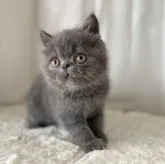 エキゾチックショートヘア【大阪府・男の子・2023年3月29日・ブルー】の写真1