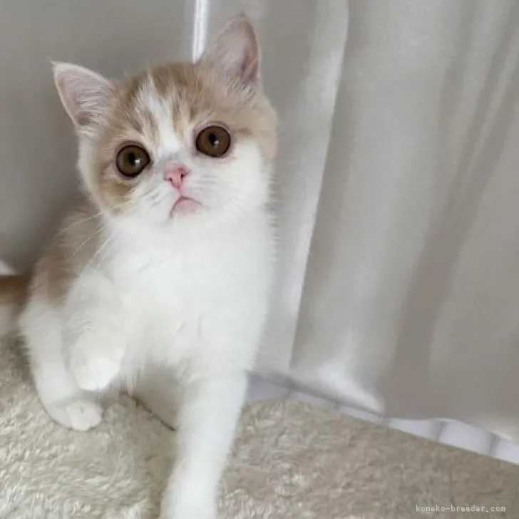 ID:2208-00608の子猫