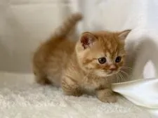 ミヌエット【大阪府・男の子・2020年5月21日・レッドタビー】の写真3