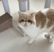 エキゾチックショートヘア【・男の子・2022年4月24日・クリーム&ホワイト】