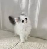 エキゾチックショートヘア【大阪府・男の子・2022年6月13日・ブルー&ホワイト】の写真4