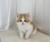 ミヌエット(長足)【大阪府・男の子・2023年1月22日・レッドタビー&ホワイト】の写真5