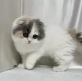 フォールデックス【大阪府・女の子・2024年3月13日・ダイリュートキャリコ】の写真5