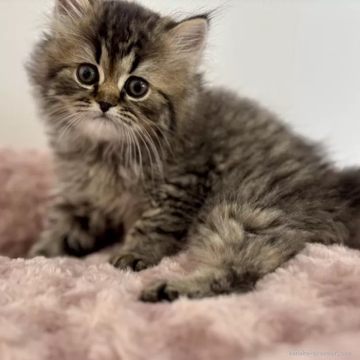 ID:2501-00228の子猫