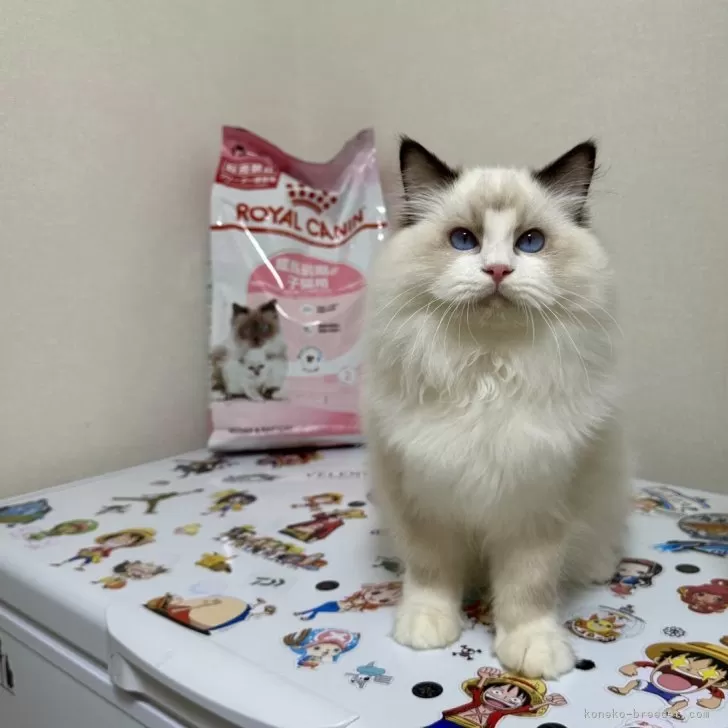 ID：2411-02818の子猫