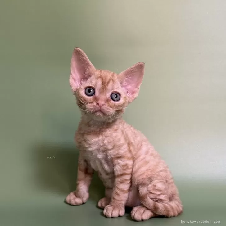 ID：2405-03366の子猫