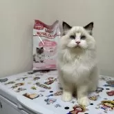 ラグドール【埼玉県・男の子・2024年6月12日・ブルーポイントバイカラー】の写真1