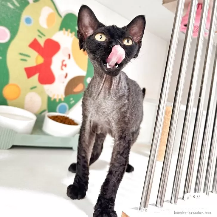 デボンレックス【埼玉県・男の子・2025年3月30日・ブラック】の写真1