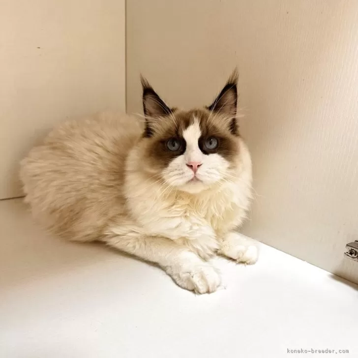 ラグドール【埼玉県・男の子・2025年3月6日・シールポイントバイカラー】の写真1