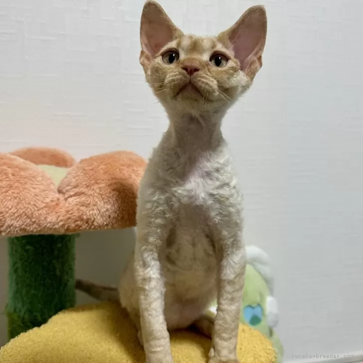 ID:2412-02206の子猫