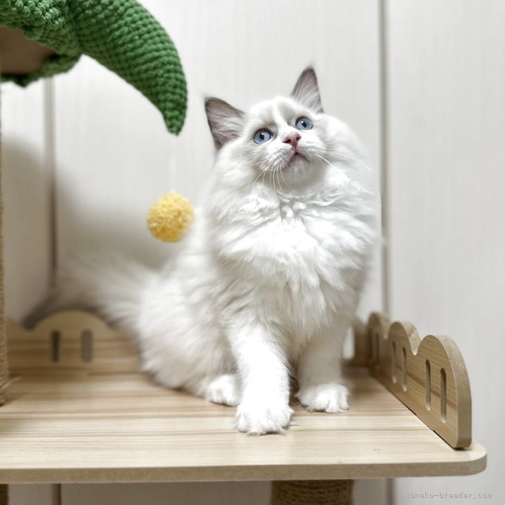 ブリーダー画像