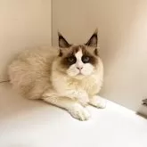 ラグドール【埼玉県・男の子・2025年3月6日・シールポイントバイカラー】の写真1