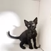 デボンレックス