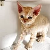 デボンレックス【埼玉県・男の子・2025年11月19日・レッドタビー】の写真4