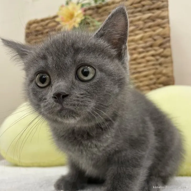 ID：2305-01447の子猫