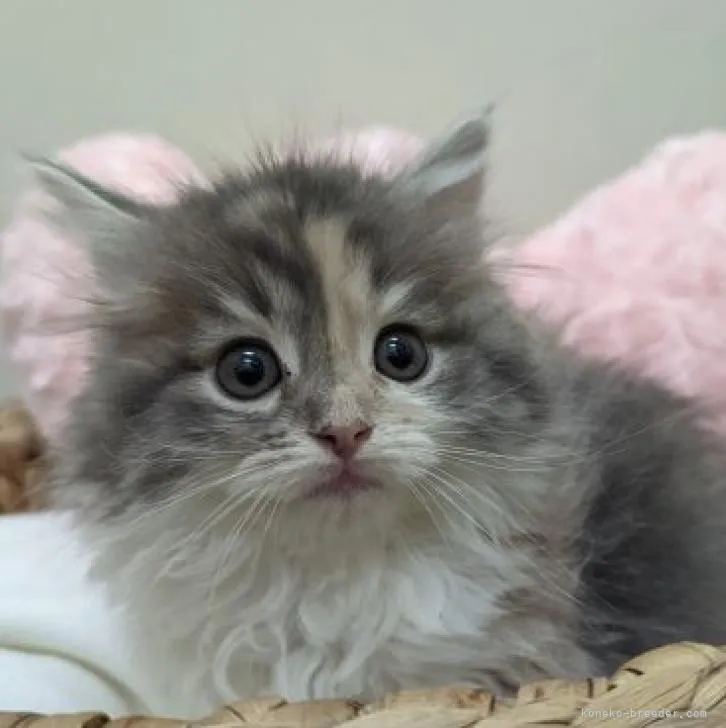 ID：2210-02052の子猫