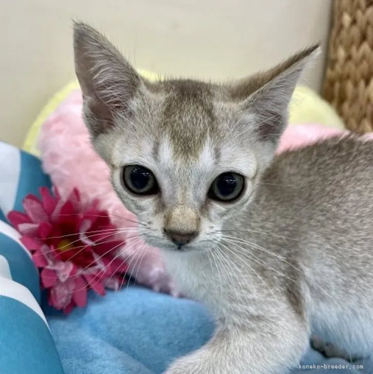 ID：2307-01766の子猫