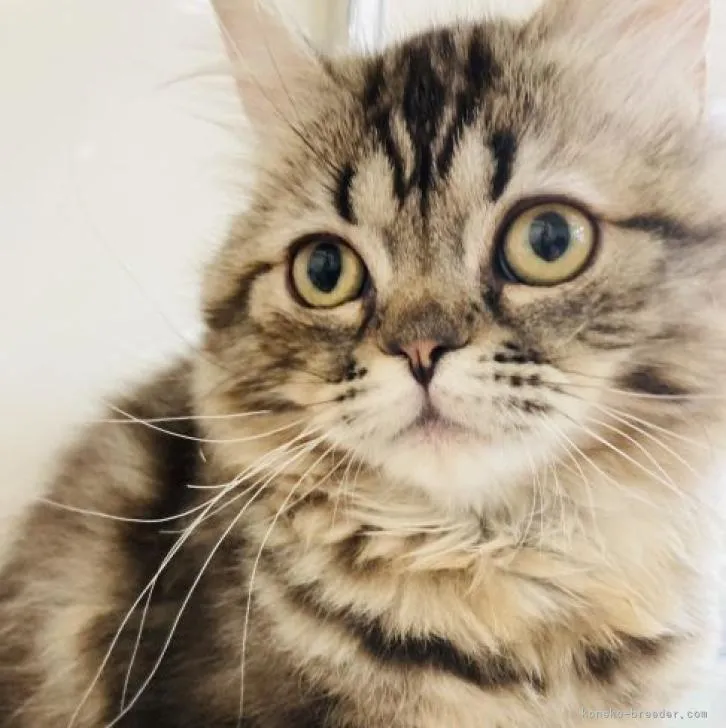 ID：2211-01408の子猫