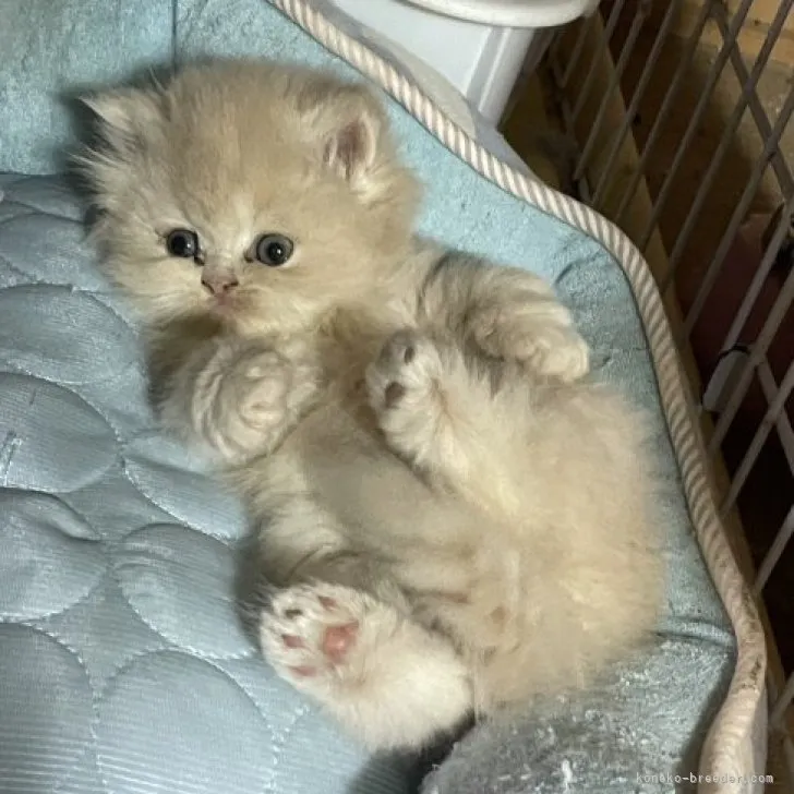 ID：2311-00710の子猫