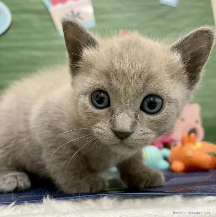ID：2305-02582の子猫