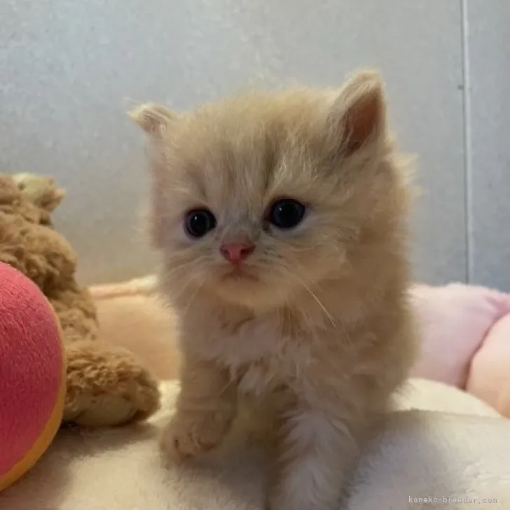 ID：2308-02732の子猫