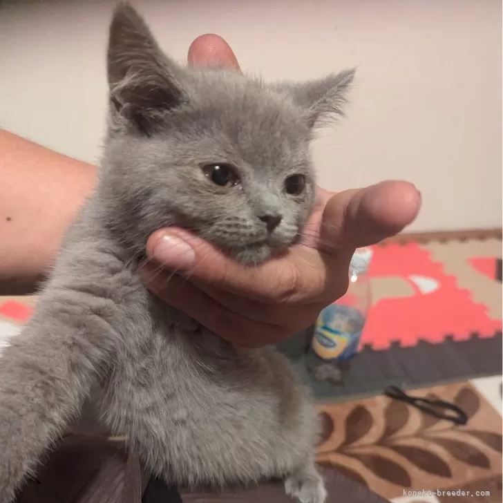 ID：2407-02303の子猫