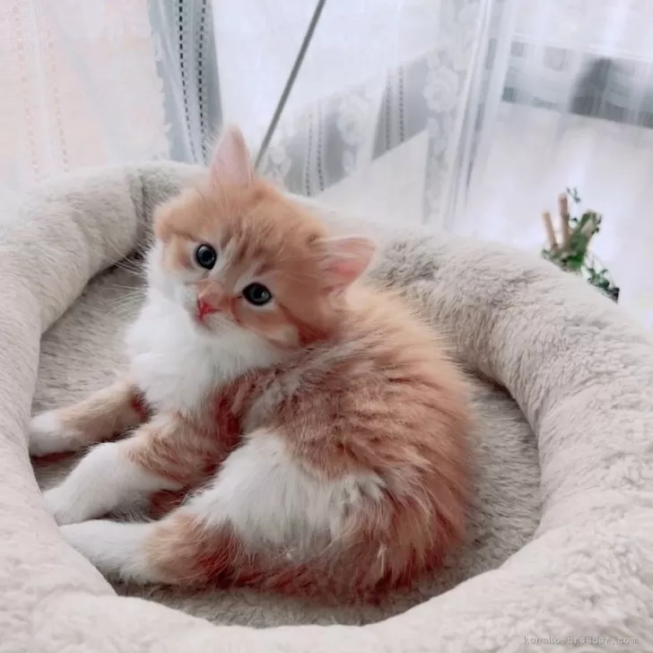 ID：2404-03047の子猫