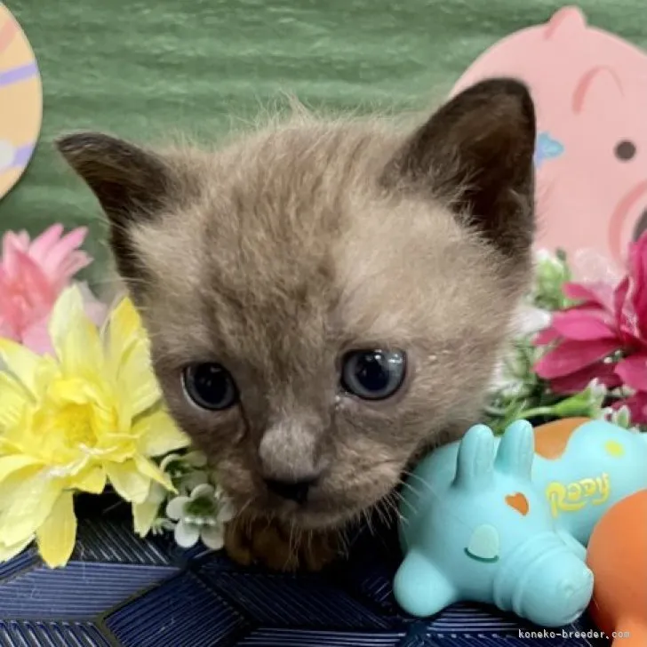 ID：2305-02574の子猫