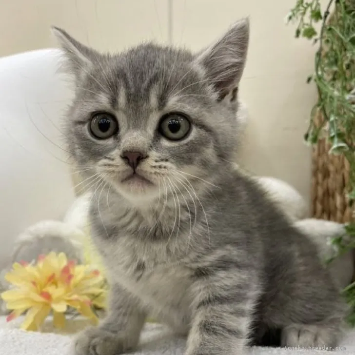 ID：2304-03098の子猫