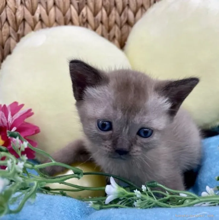ID：2305-01458の子猫