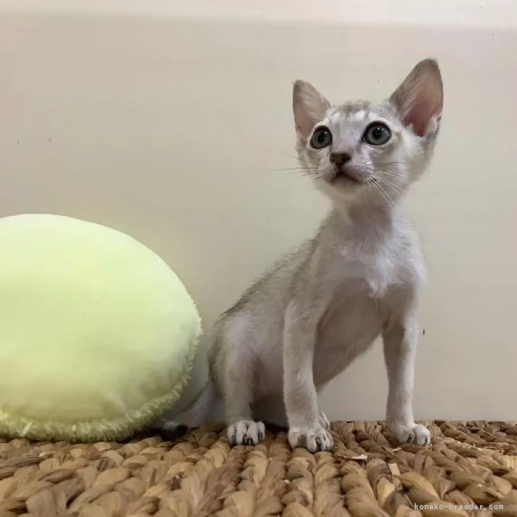 ID：2211-01412の子猫